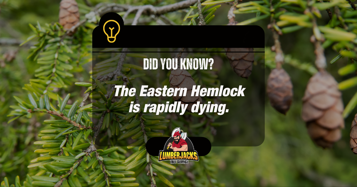 Why Our Majestic Hemlocks Are Disappearing, and Why It Matters